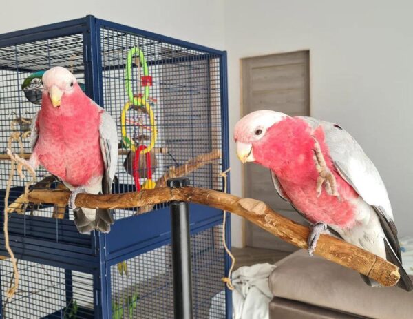 Rose breasted cockatoo for sale - Image 2