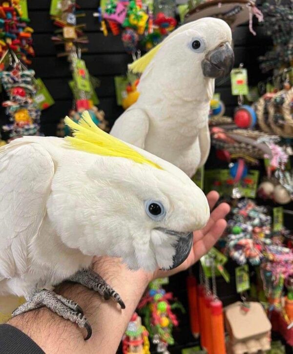 Sulphur-crested Cockatoo for sale