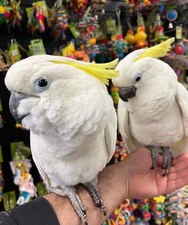 Sulphur-crested Cockatoo for sale - Image 2