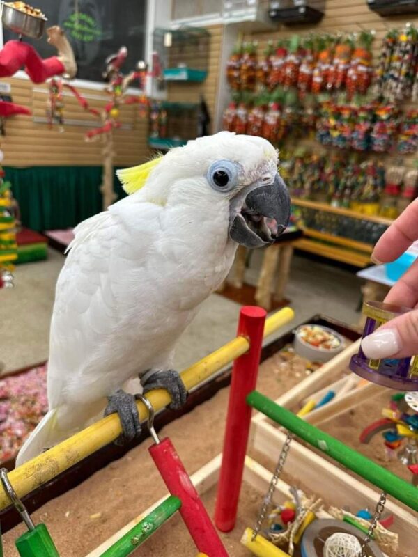 Sulphur-crested Cockatoo for sale