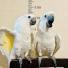 Umbrella cockatoo for sale