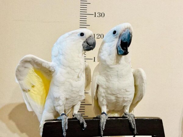 Umbrella cockatoo for sale