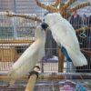 Umbrella cockatoo for sale - Image 3