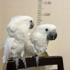 Umbrella cockatoo for sale - Image 2