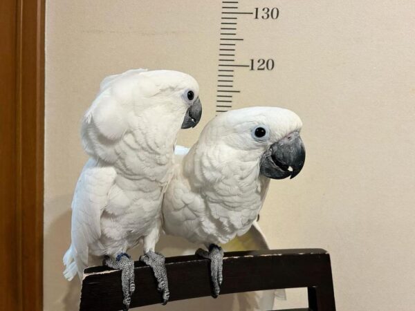 Umbrella cockatoo for sale - Image 2