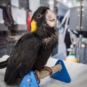 Yellow Tailed Black Cockatoo for Sale
