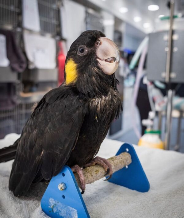Yellow Tailed Black Cockatoo for Sale