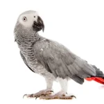 Congo African Grey
