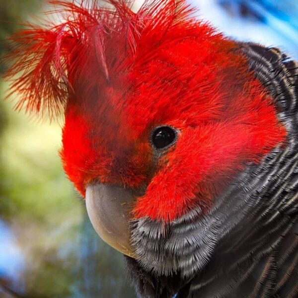 Gang Gang cockatoo for Sale - Image 2