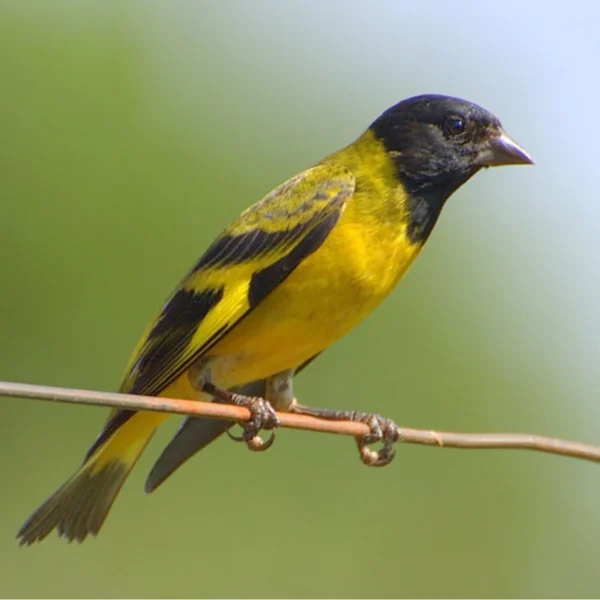 Black-Hooded Siskin