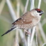 Cherry Finch Plum Head