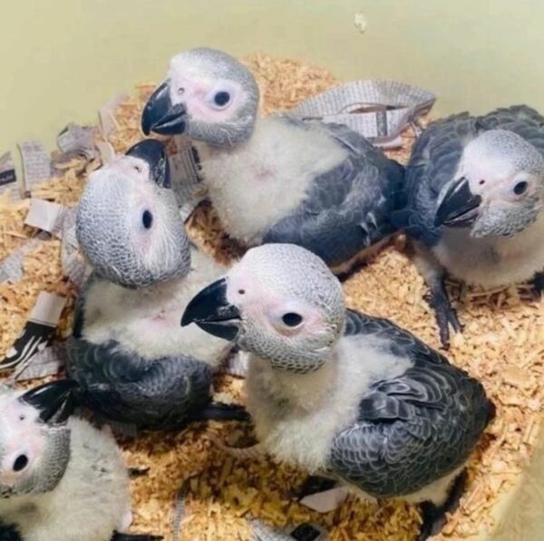 African grey Chicks - Image 2