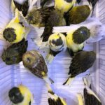 Canary Crested Gloster