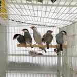 Java Finch Sparrow