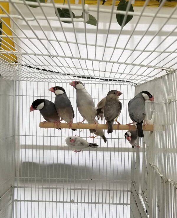 Java Finch Sparrow