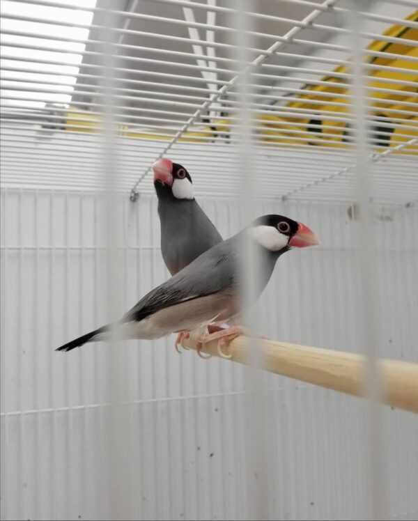 Java Finch Sparrow - Image 2