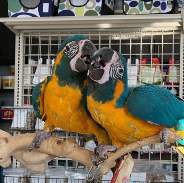 Blue Throat Macaw - Image 2