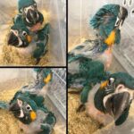 Blue Throat Macaw