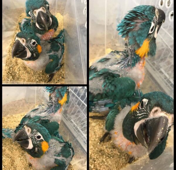 Blue Throat Macaw