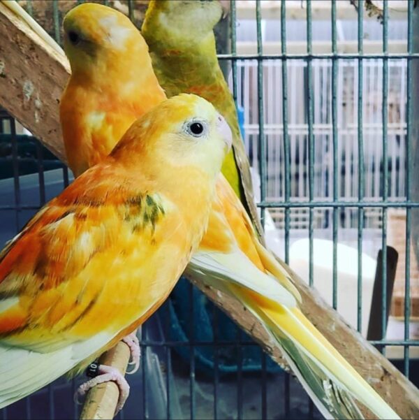 Parrot Red Rump