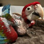 Green Wing Macaw