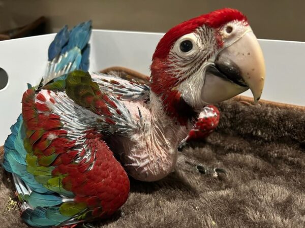 Green Wing Macaw