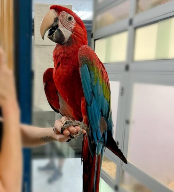 Green Wing Macaw - Image 3
