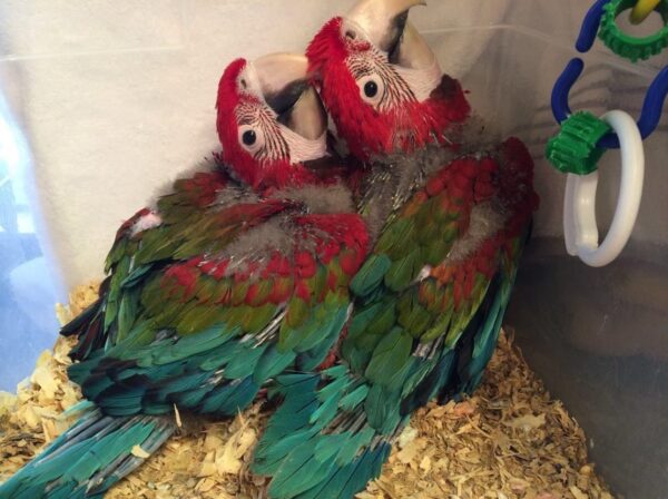 Green Wing Macaw - Image 2