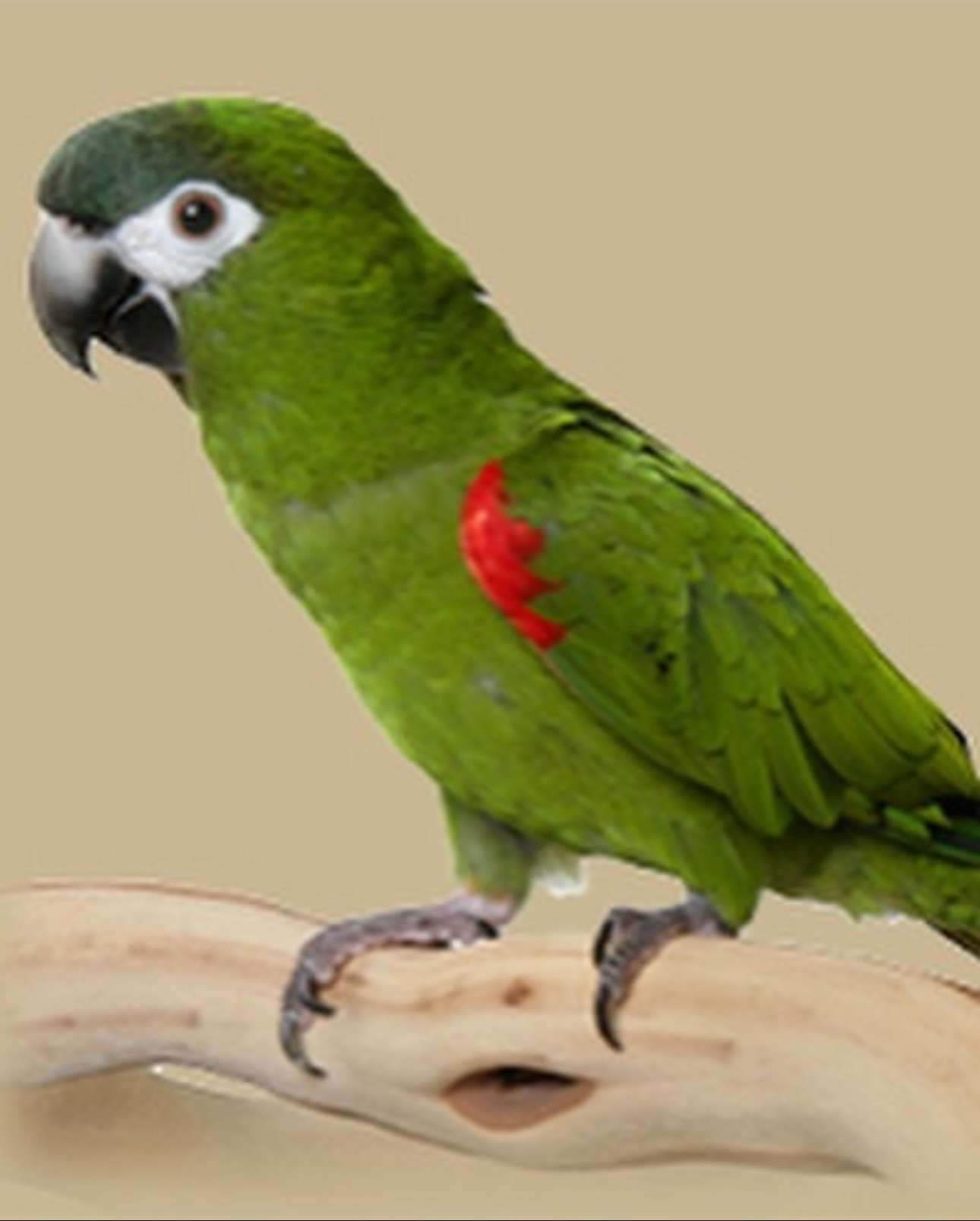 Hahn’s Macaw - Image 2
