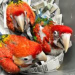 Scarlet Macaw