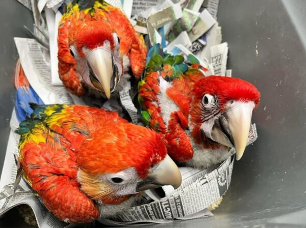 Scarlet Macaw
