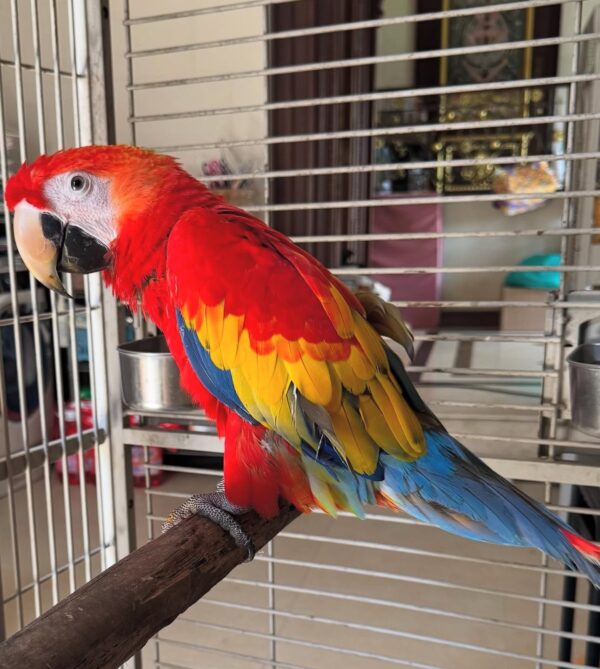Scarlet Macaw - Image 2
