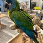 Blue Headed Macaw
