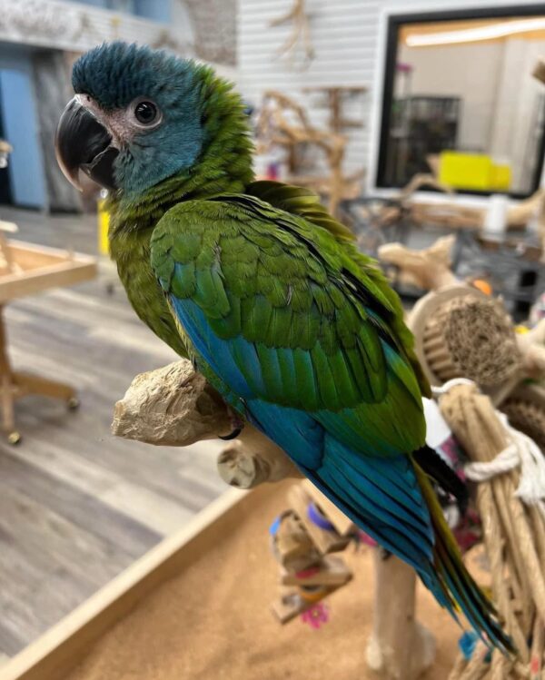 Blue Headed Macaw