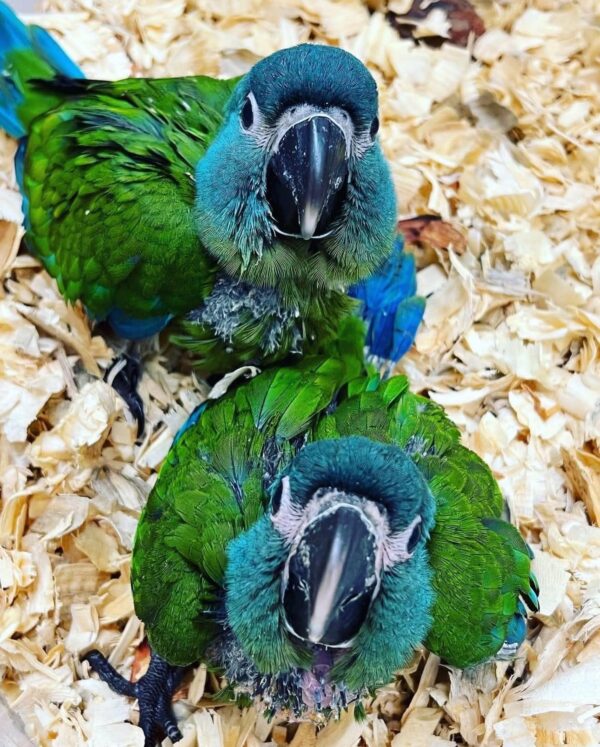 Blue Headed Macaw - Image 2