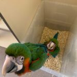 Harlequin Macaw