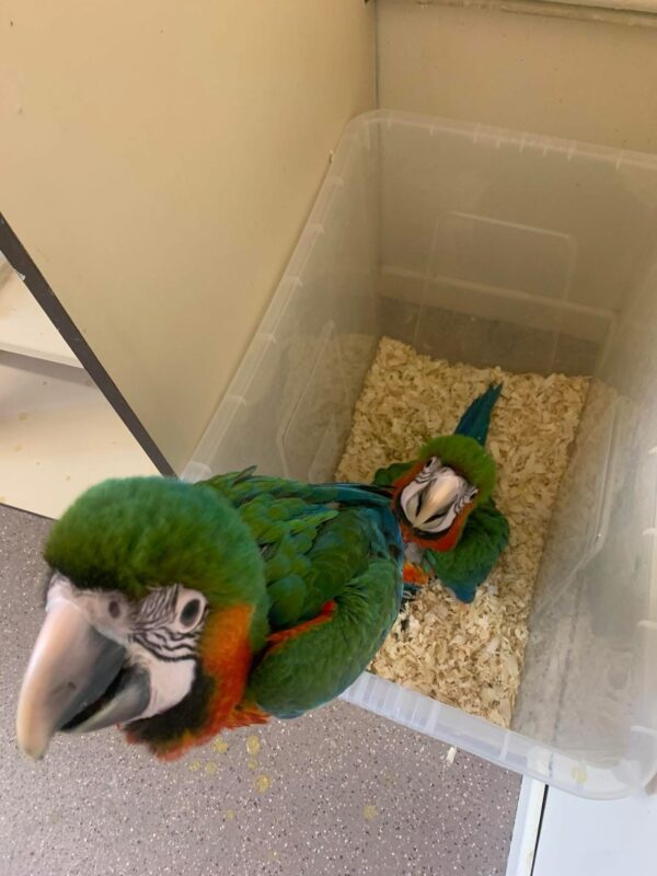 Harlequin Macaw