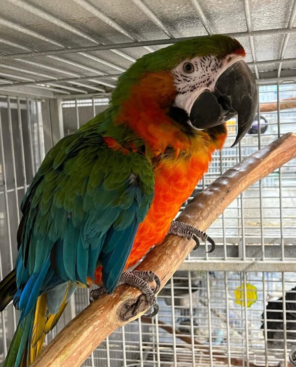 Harlequin Macaw - Image 2