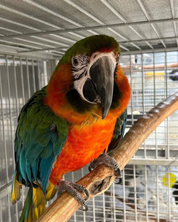 Harlequin Macaw - Image 3