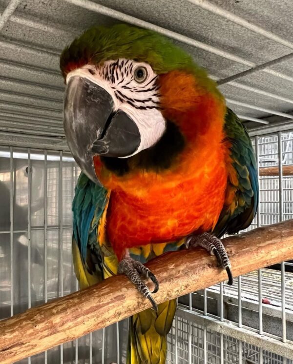 Harlequin Macaw - Image 4