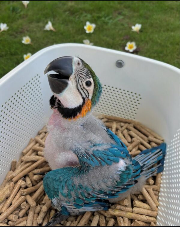 Blue and Gold Macaw - Image 2