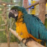 Blue and Gold Macaw