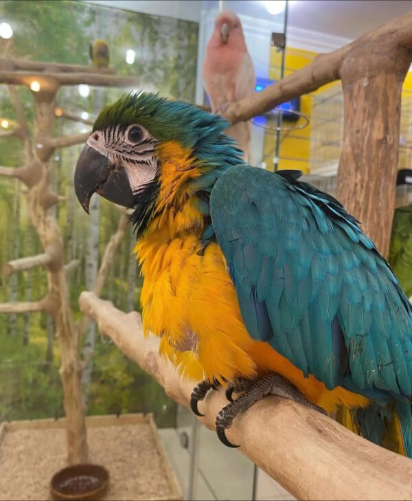 Blue and Gold Macaw