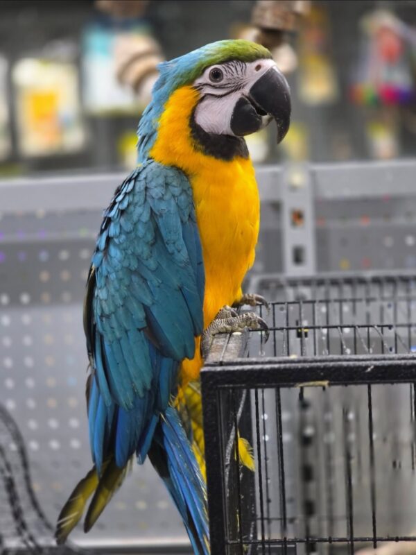 Blue and Gold Macaw - Image 3