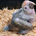 Camelot Macaw