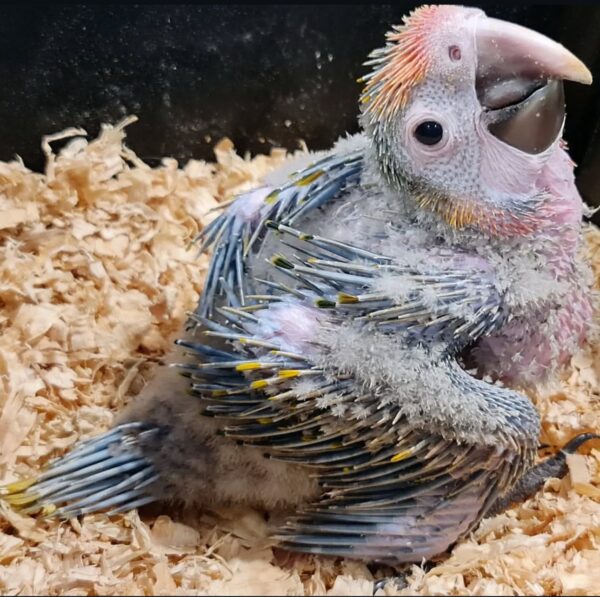 Camelot Macaw
