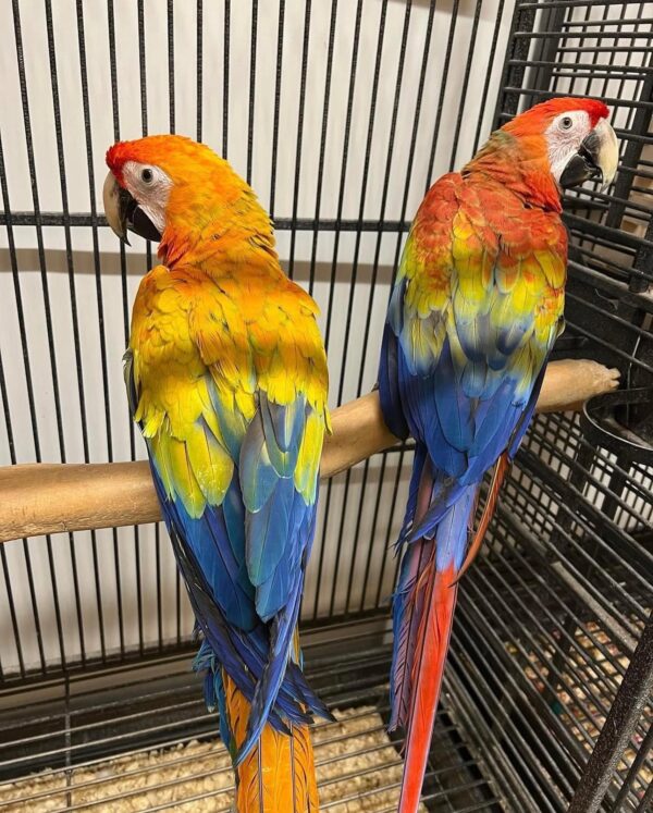 Camelot Macaw - Image 2