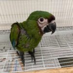 Severe Macaw