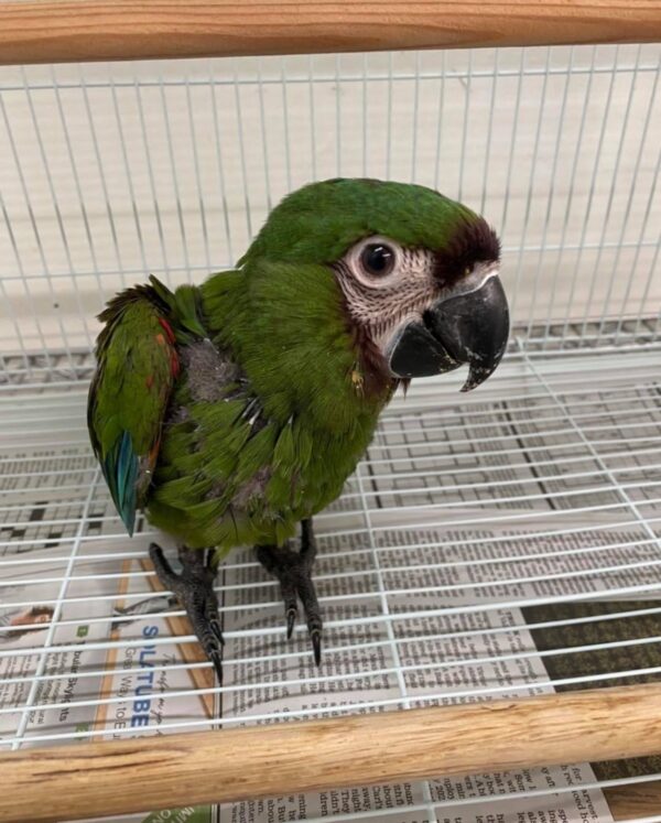 Severe Macaw