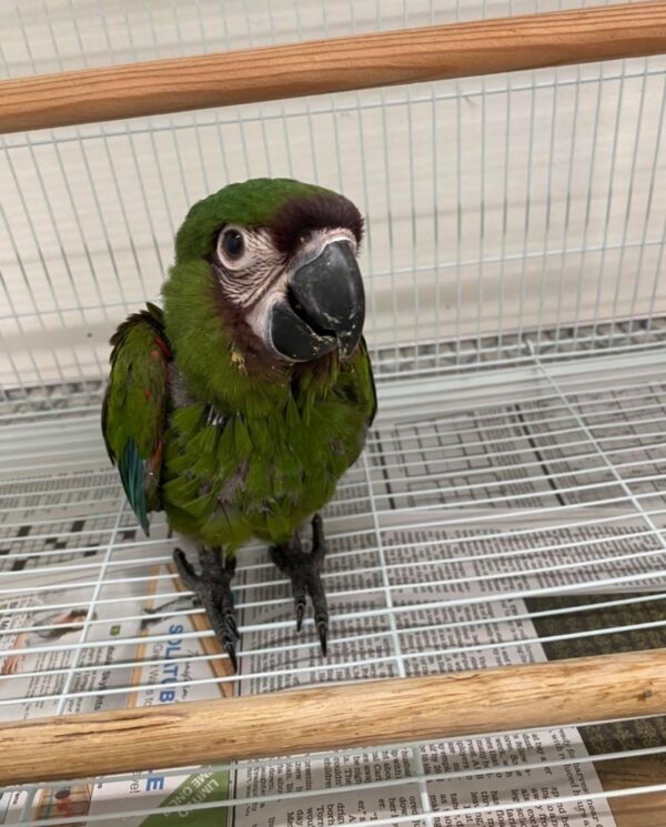 Severe Macaw - Image 2